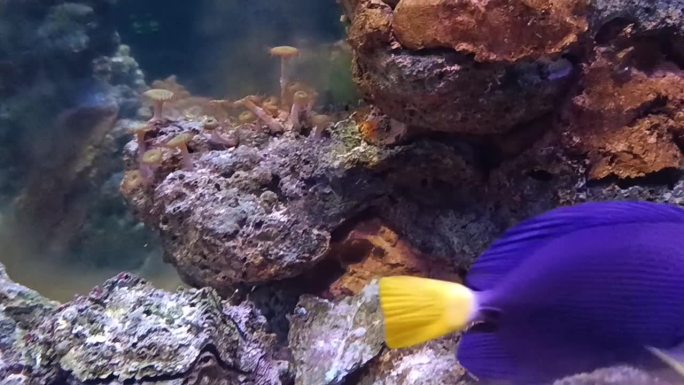 紫鱼