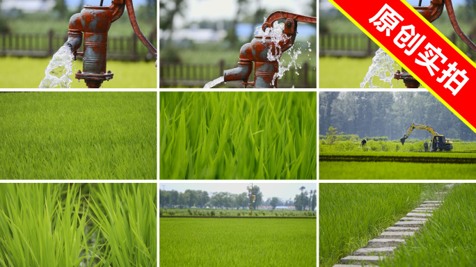 一片绿色生长中的稻田