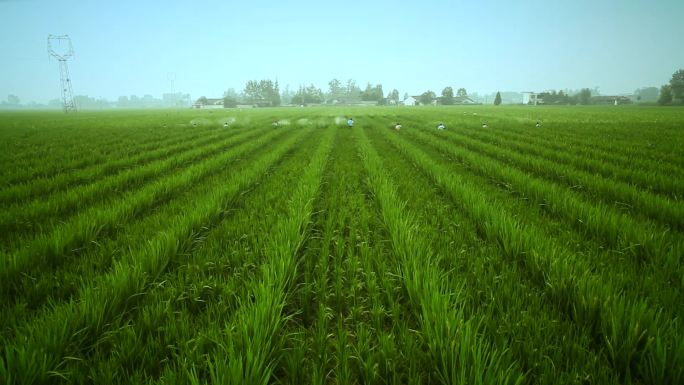实拍水稻育种基地