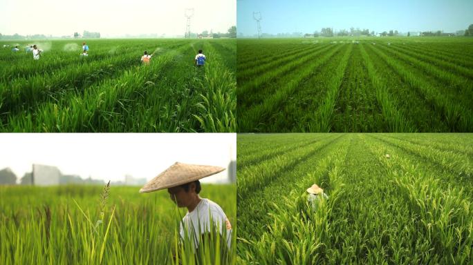 实拍水稻育种基地