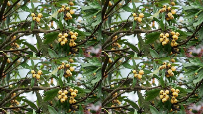 结满黄色成熟果子的枇杷树