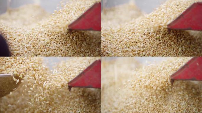 小麦 采摘 整理 麦子