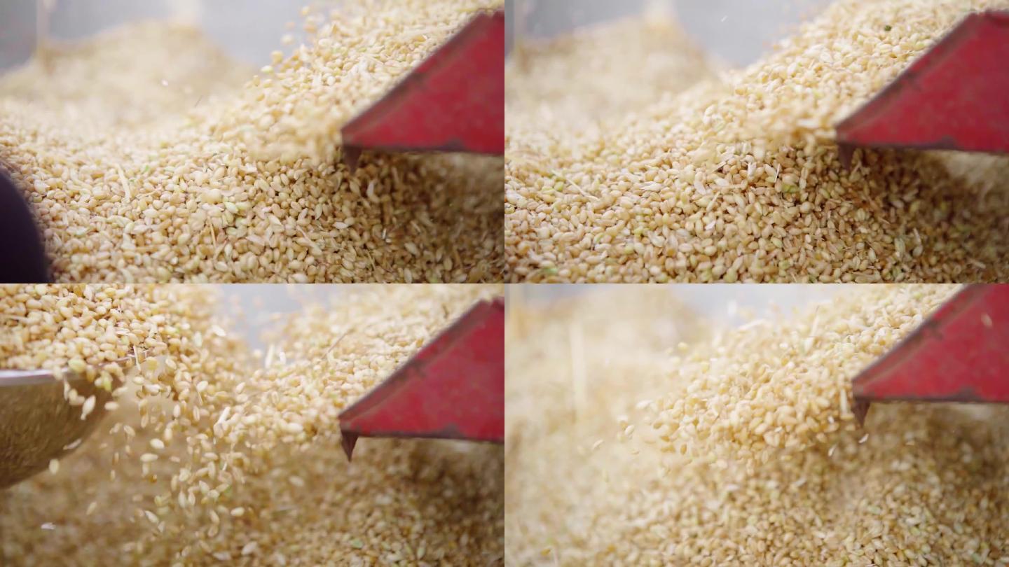 小麦 采摘 整理 麦子