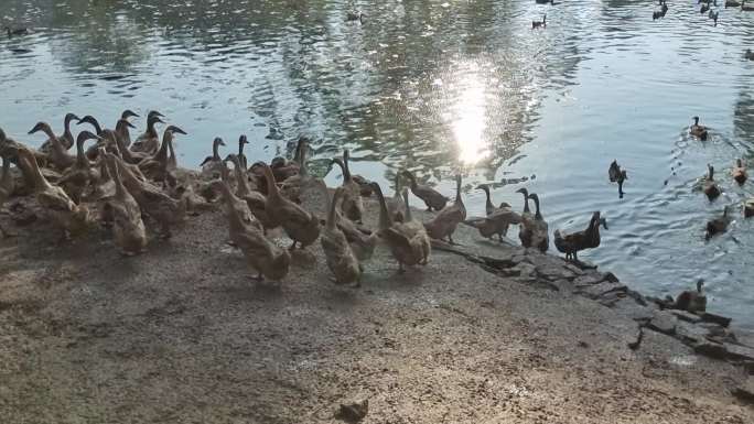 养鸭场蛋鸭水塘行走的鸭子清晨阳光照鸭场