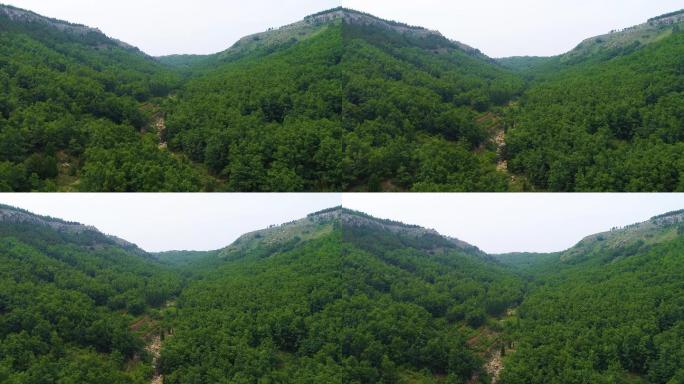 山东 枣庄 山亭 高山 树林 航拍