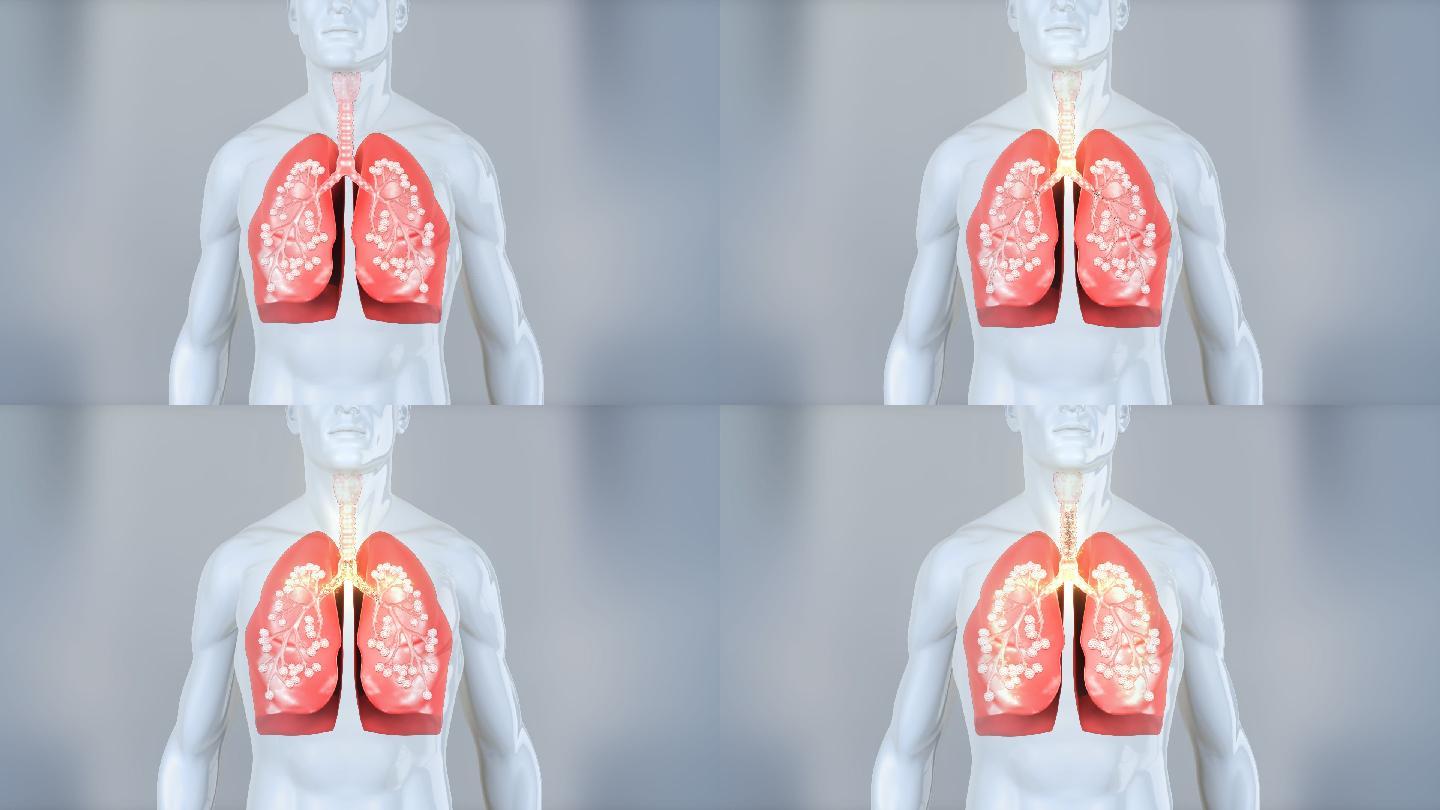 修复肺泡细胞 呼吸系统 肺病