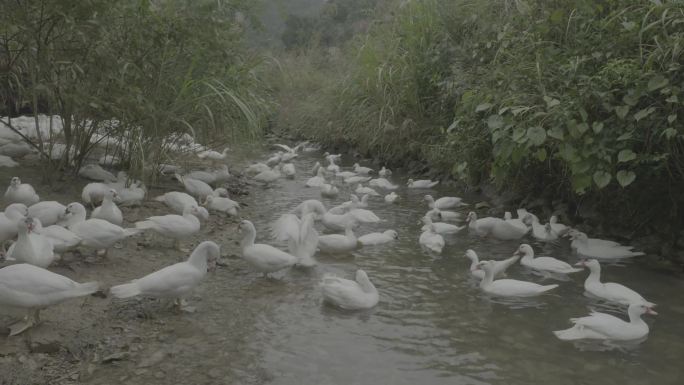 白羽鸭 鸭子 鸭嬉水 游泳鸭 水鸭 划水