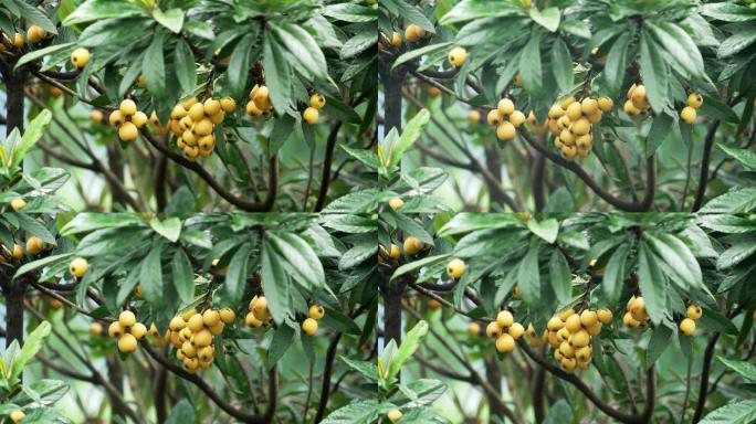 结满黄色成熟果子的枇杷树