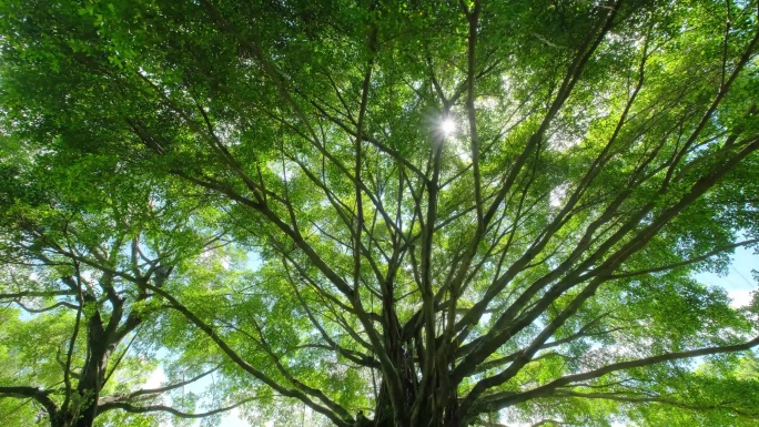 夏天阳光穿过树枝穿透树叶光斑逆光太阳树荫