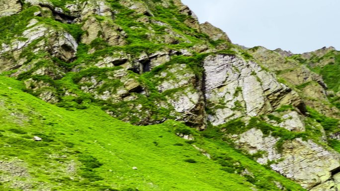 独库公路那拉提百里画廊草原风景老鹰