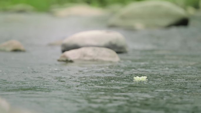 河流 小溪 溪水 花朵 飘浮