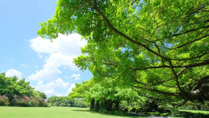 夏天蓝天白云阳光草坪草地树林高尔夫球场