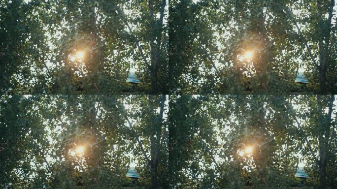 落日余晖风吹树叶