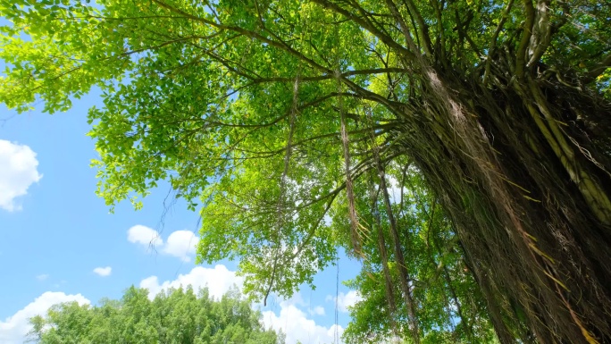 夏天阳光穿过榕树枝穿透树叶逆光太阳树荫