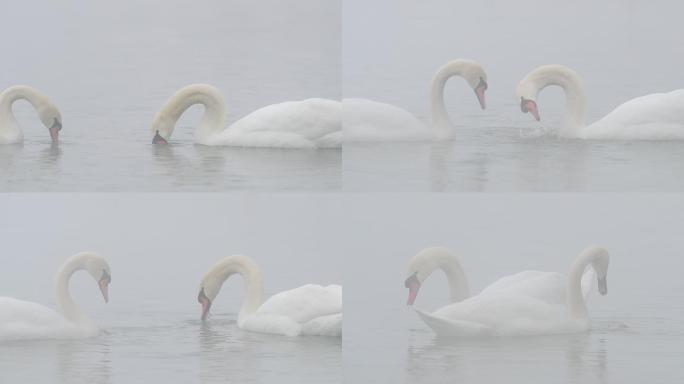 两只水中觅食的白天鹅