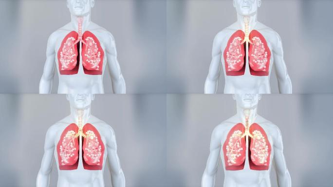 AE工程 肺 肺部呼吸 呼吸系统  肺泡