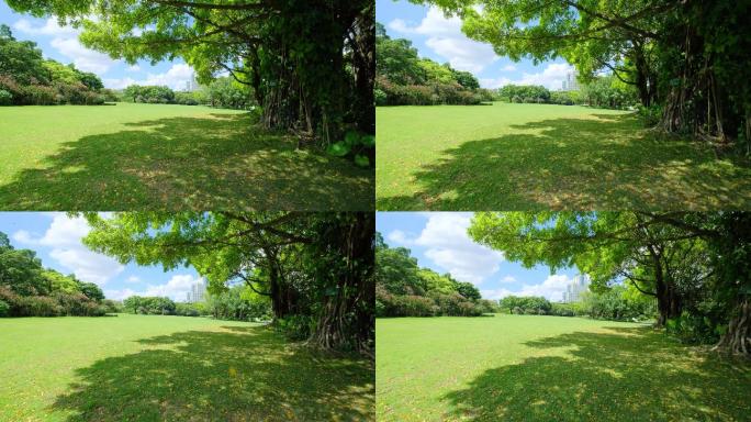 夏天蓝天白云阳光草坪草地绿地榕树林公园