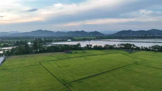 航拍江南浙江水墨山水田野农田稻田白鹭乡村