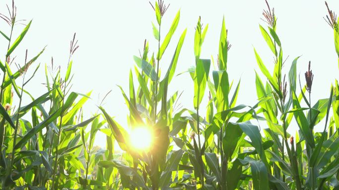 玉米地里逆光的绿色玉米植株