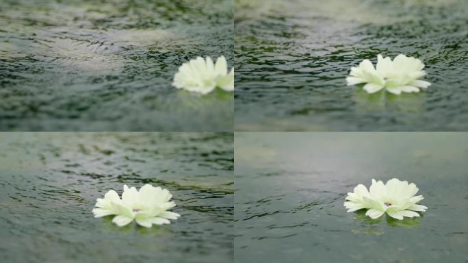 河流 小溪 溪水 花朵 飘浮