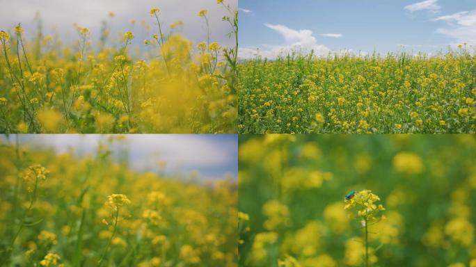 4K油菜花野生小黄花