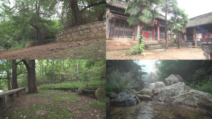 洛阳嵩县 下寺村 银杏树 寺庙 银杏果