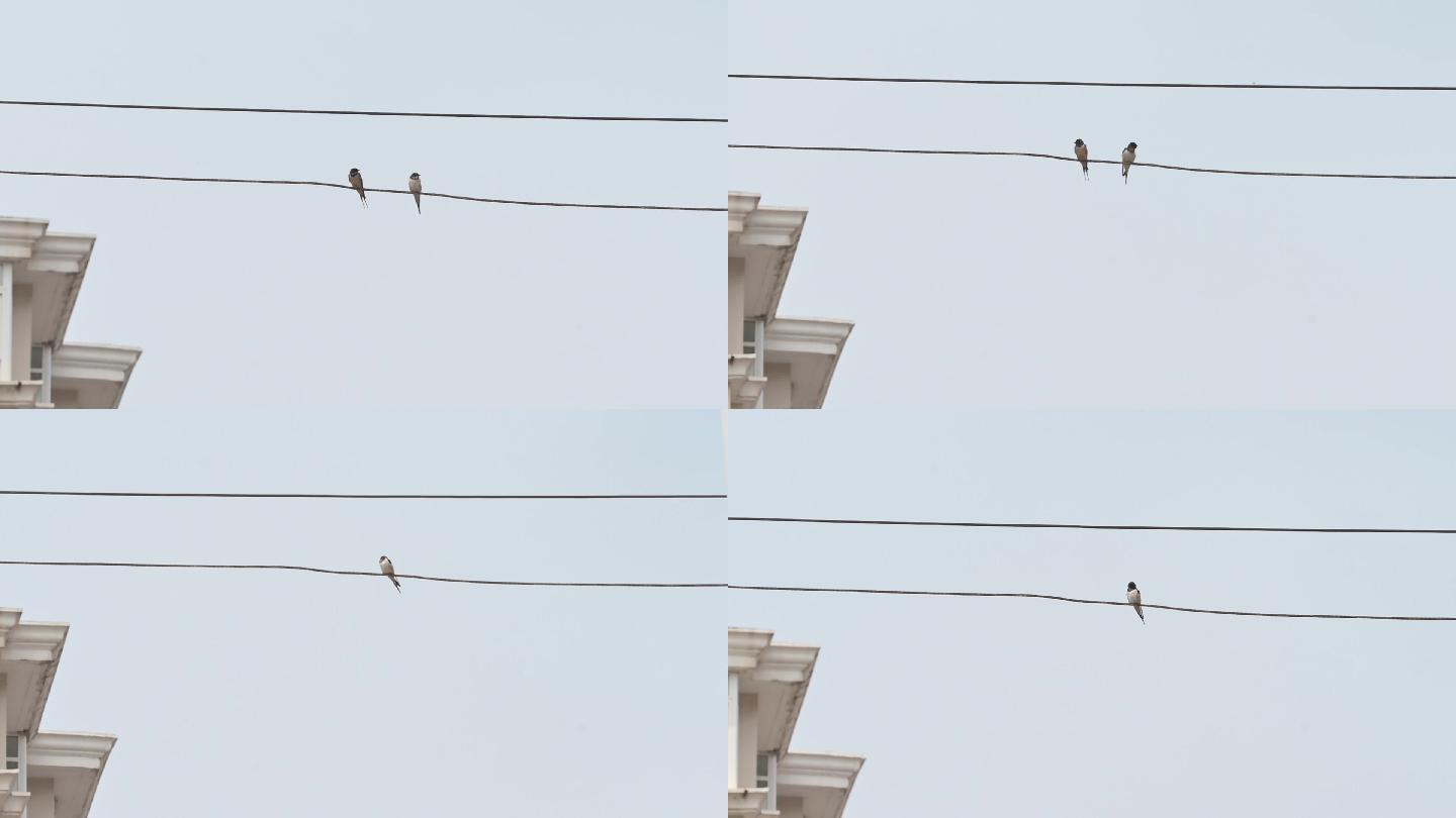 电线上的两只鸟