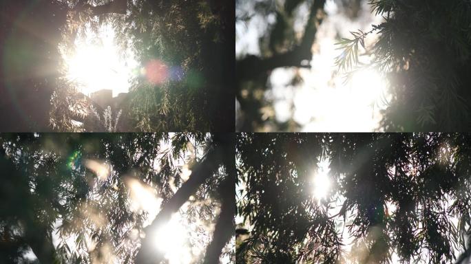 阳光透过树叶逆光树叶