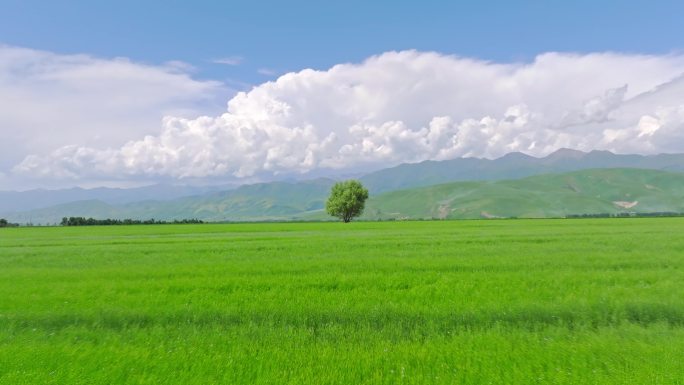 独库公路那拉提