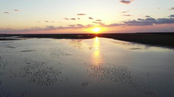 湿地夕阳下鸟群