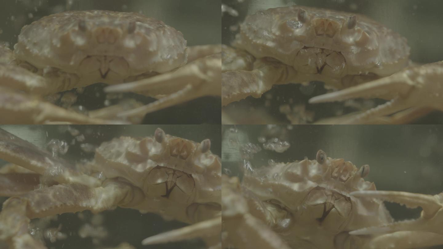 板蟹 雪蟹 蜘蛛蟹 深海蟹 长脚蟹