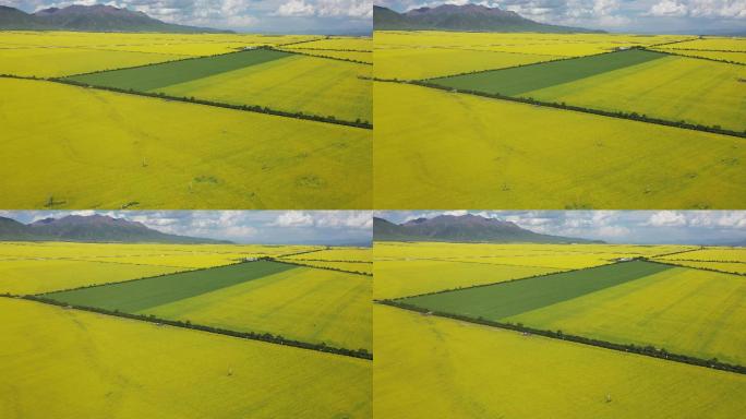 4K青海门源油菜花航拍03