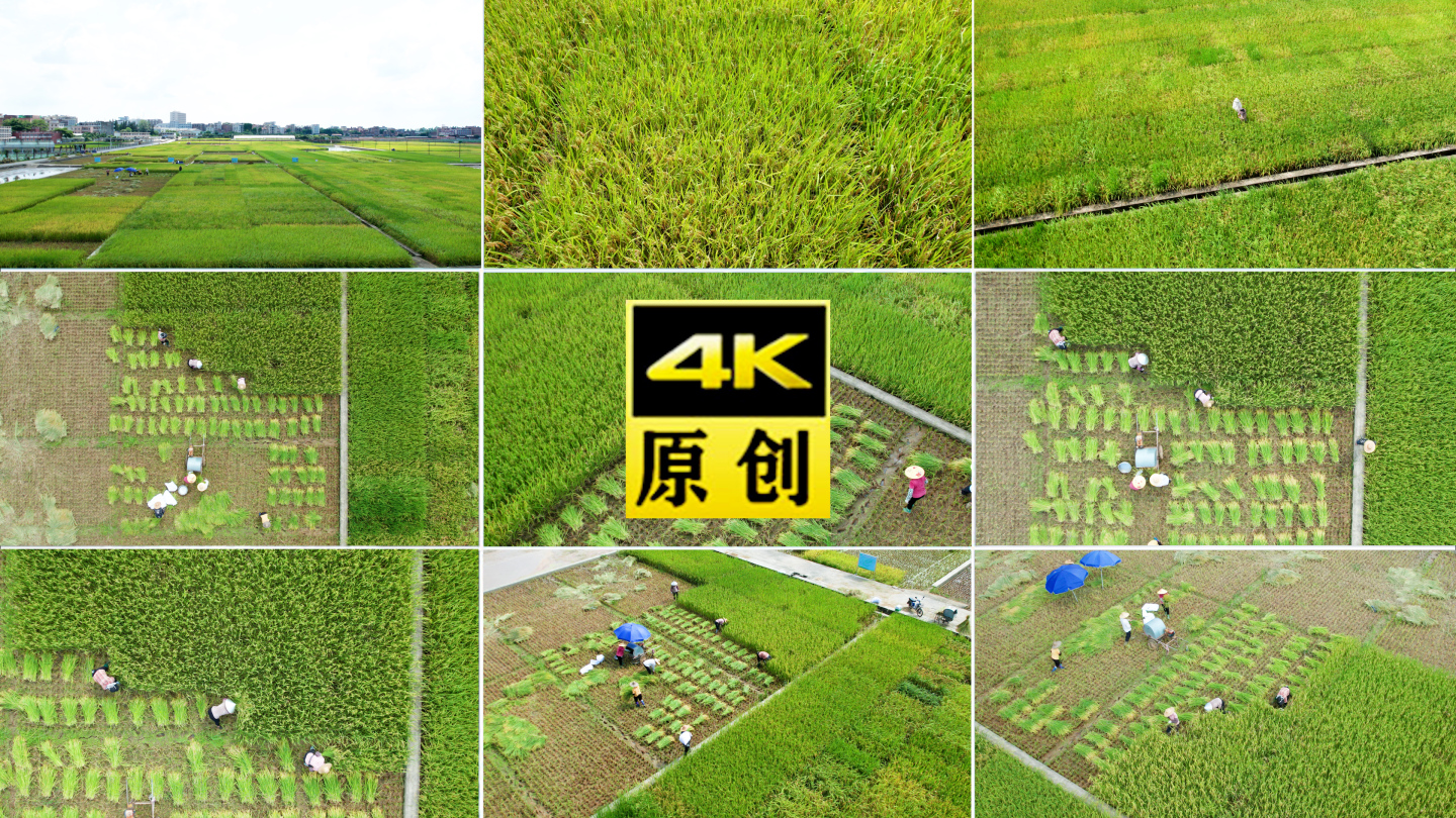 水稻农业大米丰收丰收稻谷