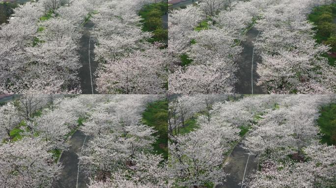 4K原素材-航拍上海辰山植物园樱花季