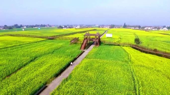 德阳油菜花田多景别空镜素材