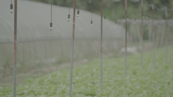 浇菜 白菜地 自动喷洒 浇地 花洒种植