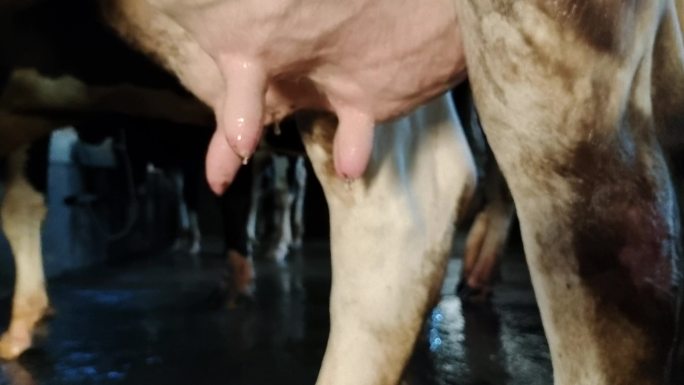 奶牛场养奶牛新鲜牛奶洗澡卫生机械吸奶取奶