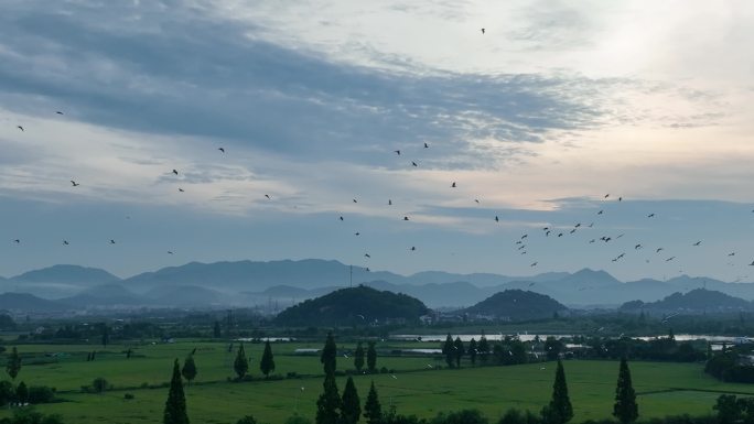 航拍江南浙江水墨山水农田田野白塔湖白鹭