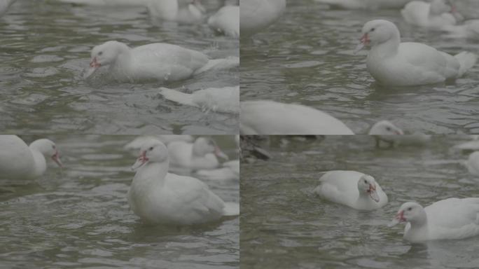 白羽鸭 鸭子 鸭嬉水 游泳鸭 水鸭 划水