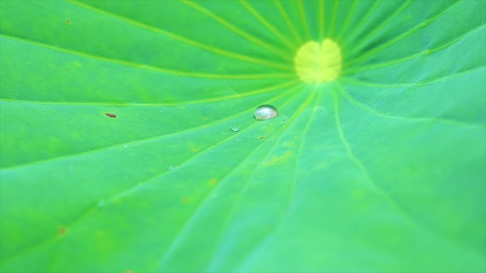 池塘里的花蕾-唯美的荷叶荷花