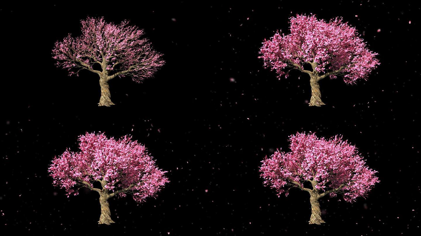 桃花树生长飘花-带透明通道