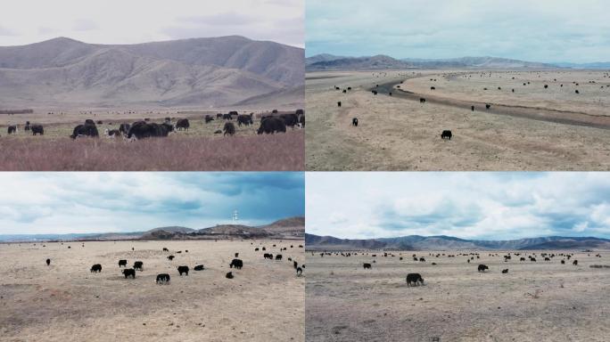 4K藏区 草原 牦牛