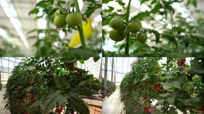农业大棚西红柿