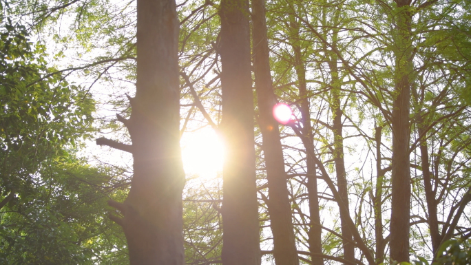 4K阳光透过树林