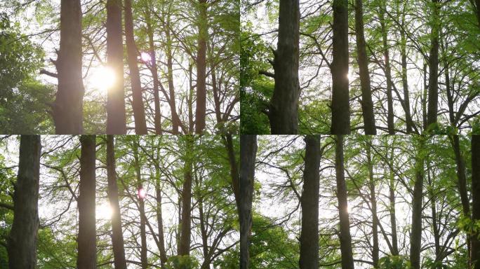 4K阳光透过树林