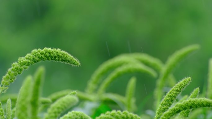 雨中生长的谷穗