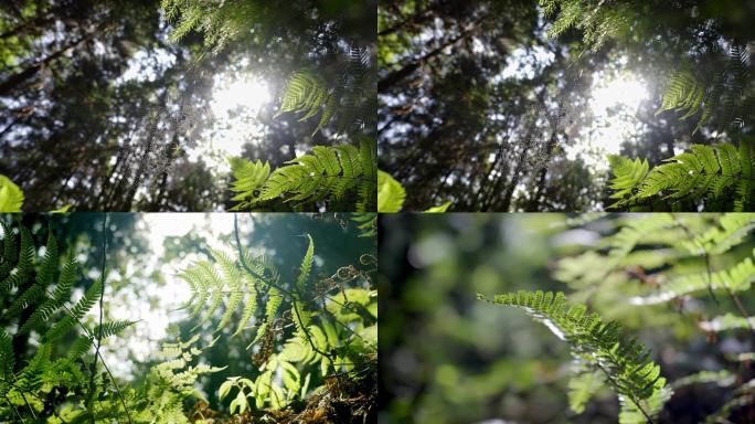 【4k】静谧唯美树林植物
