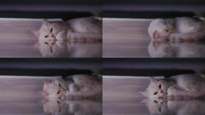 沙发底下的白色猫咪