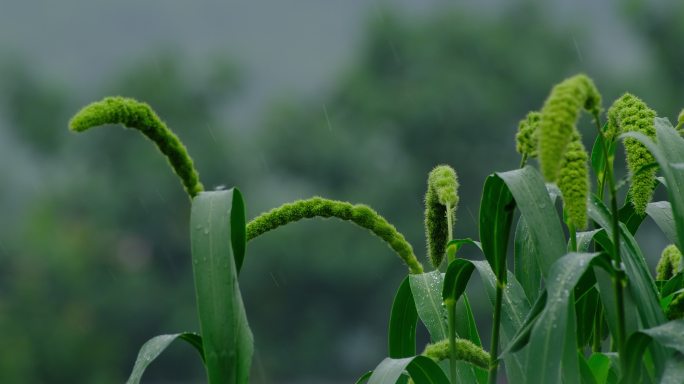 田野谷穗小米谷子地