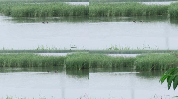 夏天湿地水鸟育雏